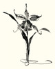 Studies in Ink - Cattleya Poster Print - Nan Rae
