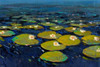 Lily Pads I Poster Print - Tim OToole