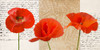 Three Poppies Poster Print - Elena Dolci