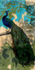 Rustic Peacock II Poster Print - Jennifer Goldberger Rustic Peacock II Poster Print - Jennifer Goldberger