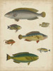 Non-Embellished Ichthyology II Poster Print - Abraham Rees