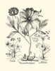 Black and White Besler Peony II Poster Print - Basilius Besler