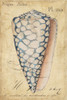 Seashell Ephemera IV Poster Print - Chariklia Zarris