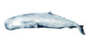 Whale Portrait II Poster Print - Grace Popp