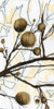 Willow Blooms II Poster Print - Jennifer Goldberger