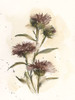 Milk Thistle Study I Poster Print - Ethan Harper