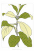 Modern Foliage I Poster Print - June Erica Vess