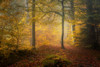 Autumn Trees Poster Print - Norbert Maier