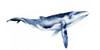 Whale Portrait I Poster Print - Grace Popp