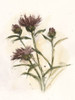 Milk Thistle Study II Poster Print - Ethan Harper