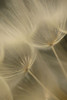 Salsify Seed Head Closeup Poster Print - Alyson Fennell