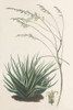 Agave Plant I Poster Print - Unknown