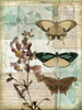 Music Box Butterflies II Poster Print - Jennifer Goldberger