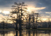 Bayou Sunrise III Poster Print - Danny Head
