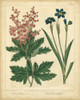 Garden Flora VII Poster Print - Sydenham Edwards
