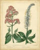 Garden Flora VI Poster Print - Sydenham Edwards