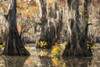 Bayou Magic I Poster Print - Danny Head