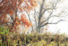 Woodland Colors Poster Print - Danny Head