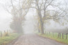Fog on Sparks Lane Poster Print - Danny Head