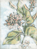 Flowerhead Fresco II Poster Print - June Erica Vess