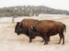 Twin Buffalo Poster Print - David Drost