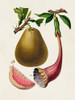 Fruit of the Tropics I Poster Print - Unknown