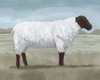 Shepherds Sheep I Poster Print - Grace Popp