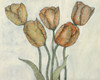Tulip Floral Study II Poster Print - Tim OToole