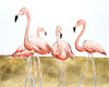 Flamingo Flock II Poster Print - Michael Willett