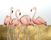 Flamingo Flock I Poster Print - Michael Willett