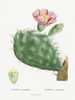 Redoute Cactus III Poster Print - Pierre Redoute