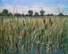Cattail Marsh I Poster Print - Tim OToole