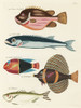 Renard Tropical Fish IV Poster Print - Louis Renard