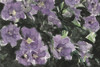 Floral Palette  I Poster Print - Samuel Dixon