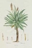 Redoute Succulent I Poster Print - Pierre Redoute