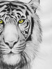 Snow Tigre I Poster Print - Grace Popp