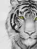 Snow Tigre II Poster Print - Grace Popp