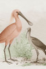 Antique Chroma Waterbirds II Poster Print - Unknown