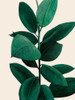 Jeweled Ficus II Poster Print - Grace Popp