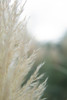 Subtle Grasses I Poster Print - Jason Johnson