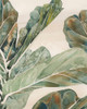 Fiddle Leaf Fig II Poster Print - Grace Popp