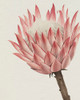 Queen Protea II Poster Print - Grace Popp
