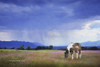 Paint Horse in Bliss Poster Print - Chris Vest