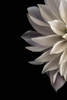 Shattered Petals I Poster Print - Judy Stalus