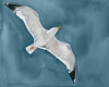 Gull in a Gale I Poster Print - Grace Popp
