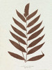 Lowe Sepia Fern VIII Poster Print - E.J. Lowe