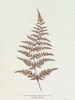 Lowe Sepia Fern I Poster Print - E.J. Lowe