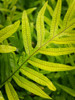 Fern Examination II Poster Print - Danny Head