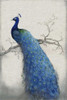 Peacock Blue II Poster Print - Tim OToole