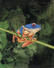 Watercolor Tree Frogs III Poster Print - Michael Willett